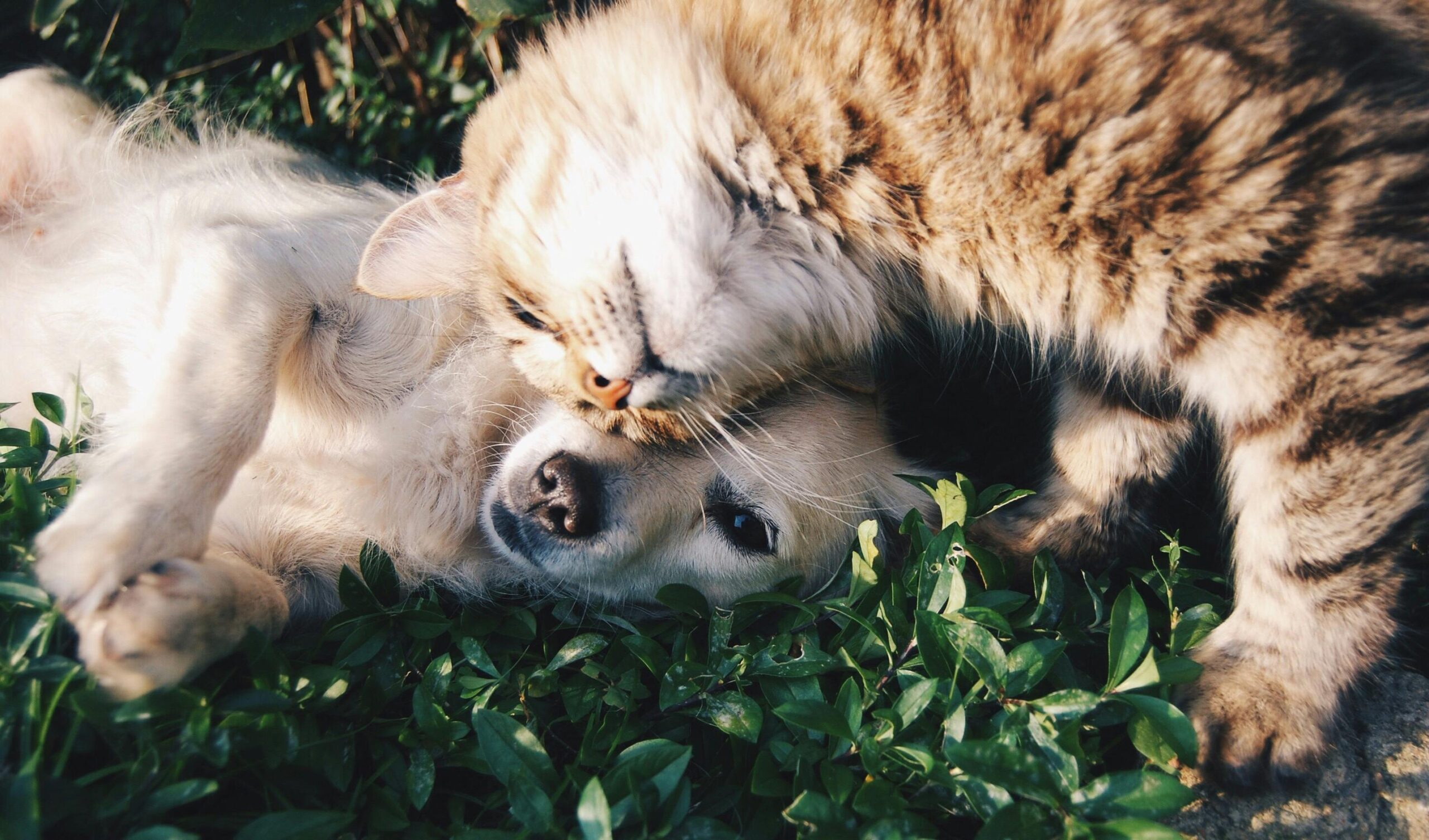 cane e gatto sull'erba